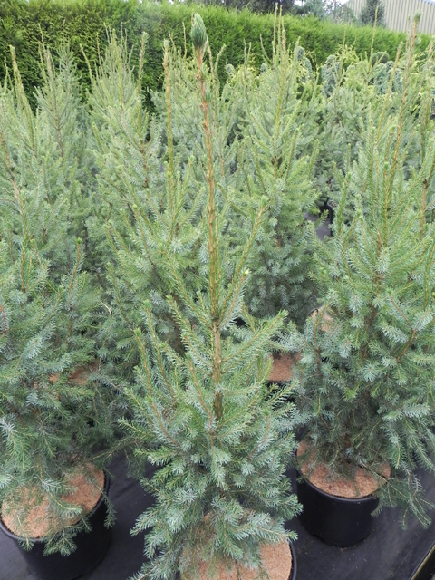 Picea omorika 'Filips Perfect Pillar'